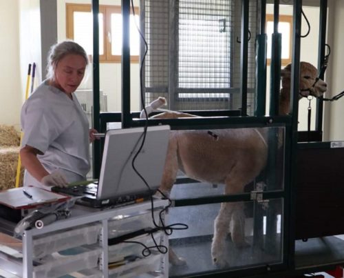 female-breeding-soundness-examinations-camelid-veterinary-services